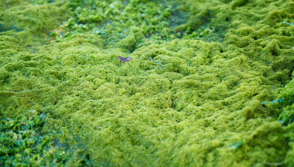 green-moss-ground